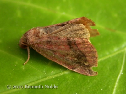 lunar-spotted pinion (Cosmia pyralina) Kenneth Noble